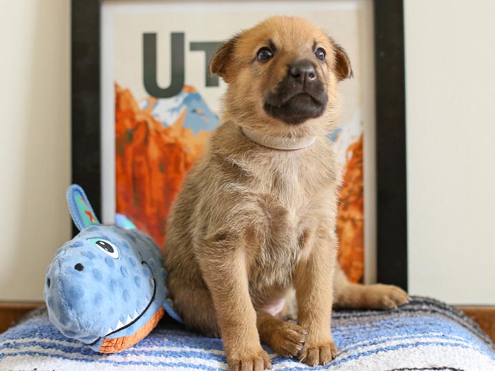 chinook puppy